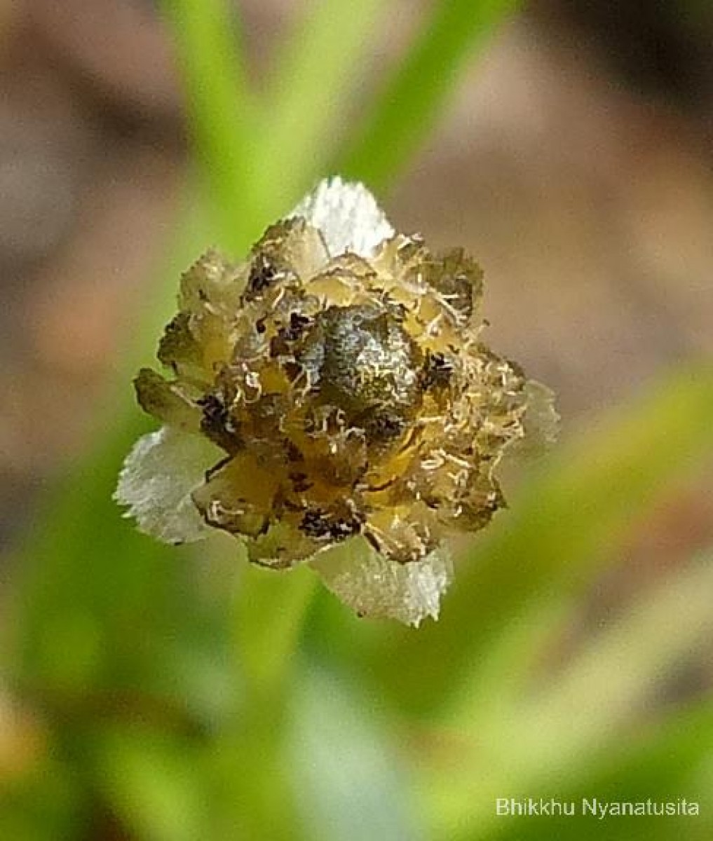 Eriocaulon minimum Lam.